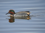 Green-winged Teal