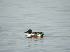 Northern Shoveler