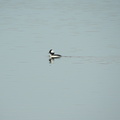 Bufflehead
