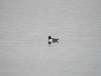 Bufflehead - female