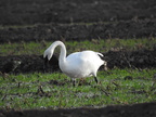 Trumpeter Swan (27595 visits) Trumpeter Swan