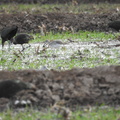 Greater Yellowlegs