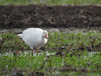 Snow Goose (27822 visits) Snow Goose