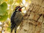 Red-naped Sapsucker