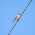 Loggerhead Shrike