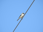 Loggerhead Shrike (29987 visits) Loggerhead Shrike