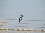 Belted Kingfisher
