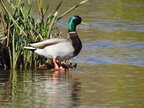 Mallard