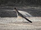 Greater Roadrunner