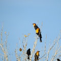 Yellow-headed Blackbird