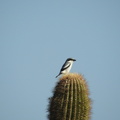 Loggerhead Shrike