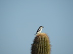 Loggerhead Shrike