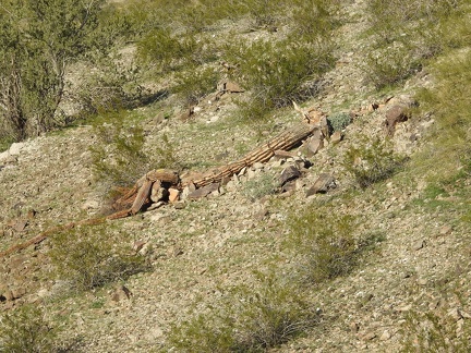 Dead Saguaro