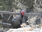 Wild Turkey