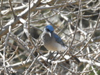Mexican Jay