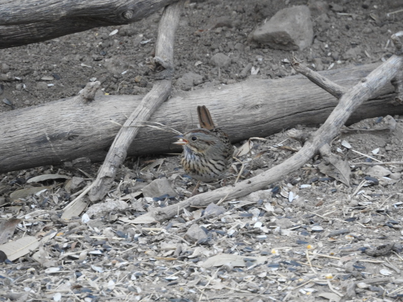 DSCN3505.JPG