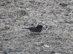 Dark Eyed Junco Slate-colored