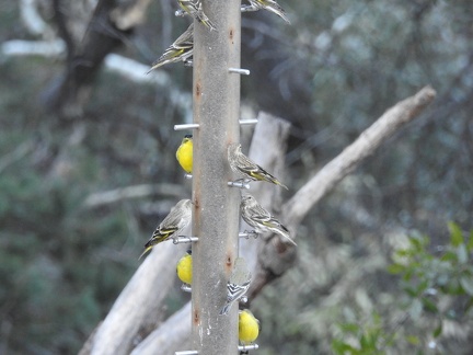 Pine Siskin & Lesser Goldfinch