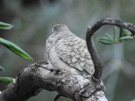 Inca Dove