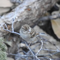 Brewer’s Sparrow
