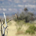 Say’s Phoebe