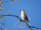 Townsend’s Solitaire