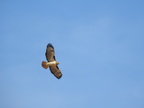 Red-tailed Hawk