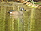 Blue-winged Teal