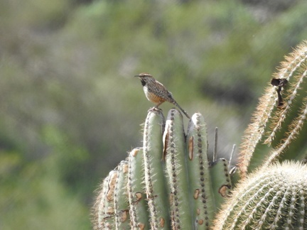 Cactus Wren