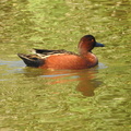 Cinnamon Teal