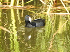 American Coot