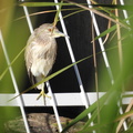 Juvenile Black-crowned Night-heron