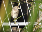 Juvenile Black-crowned Night-heron