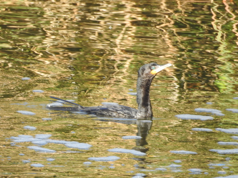 DSCN4500.JPG
