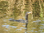 Neotropic Cormorant