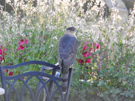 Cooper's Hawk