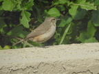 Rock Wren