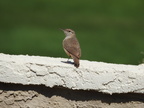 Rock Wren