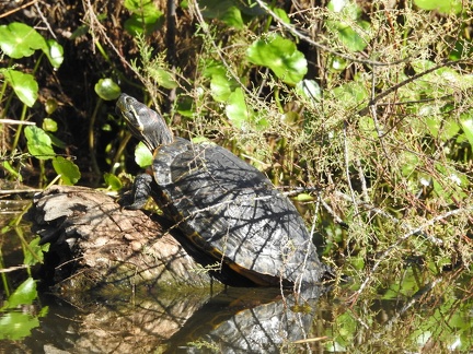 Painted Turtle