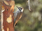 Arizona Woodpecker (f)