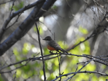 Vermillion Flycatcher (f)