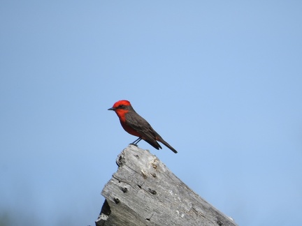 Vermilion Flycatcher