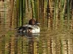 Common Goldeneye (f)