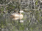 Ring-necked Duck (f)