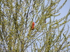 Northern Cardinal