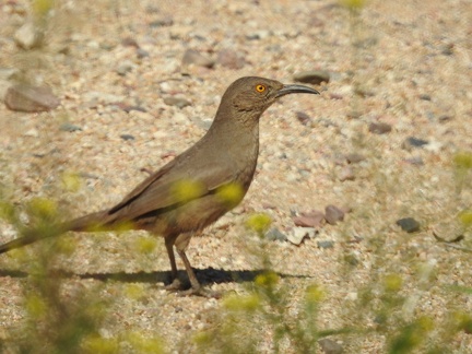 Curve-billed Thrasher