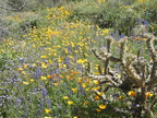 Desert Flowers