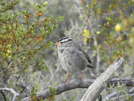 White-crowned Sparrow