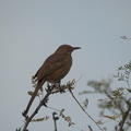 Bendire’s Thrasher