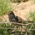 White-crowned Sparrow (1st Winter) 